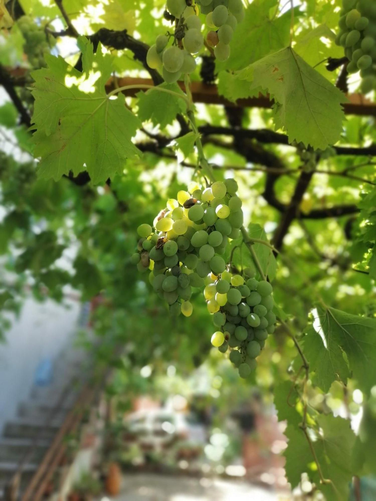 Apartmani Lala 2 Čanj 外观 照片